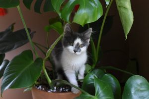Will My Plant Kill My Cat?