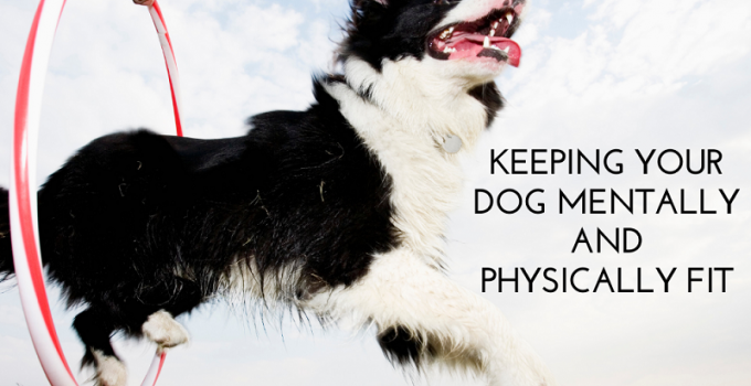 Keeping Your Dog Mentally and Physically Fit