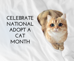 Celebrate National Adopt a Cat Month